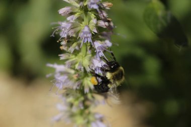 meyankökü nane bitki tozlaşmayı bal arısı. Meyankökü nane tıbbi ve diğer çaylar için kullanılır..
