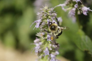 meyankökü nane bitki tozlaşmayı bal arısı. Meyankökü nane tıbbi ve diğer çaylar için kullanılır..