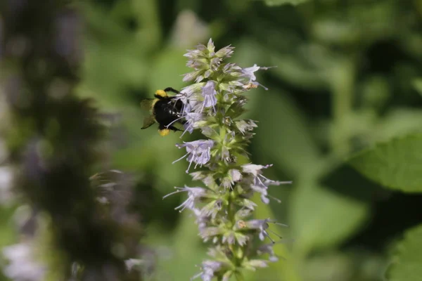 Honey Bee Pollinating Licorice Mint Plant Licorice Mint Used Medicinal — Stock Photo, Image