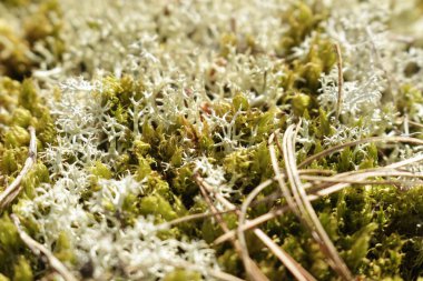 Yeşil yosun arkaplan dokusu doğada güzeldir.