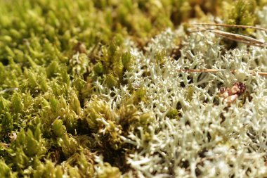 Yeşil yosun arkaplan dokusu doğada güzeldir