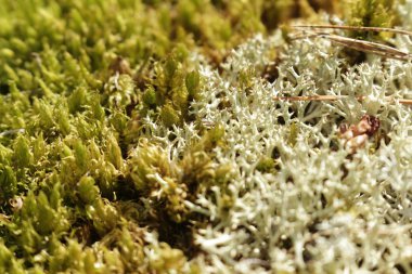 Yeşil yosun arkaplan dokusu doğada güzeldir