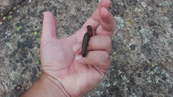 American giant millipede crawling through mans hands — Stock Video