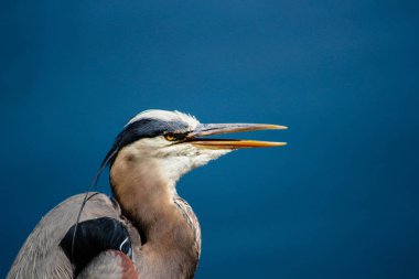 Büyük balıkçıl (dea herodea) suda, dublin, İrlanda 'da