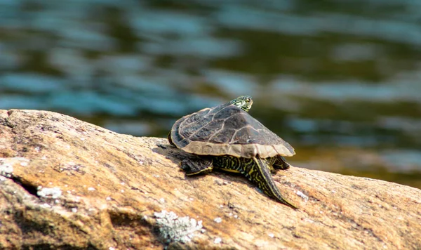 Tortuga mapa norte macho, Graptemys geographica, tomando el sol en un día de verano en Ontario Canadá —  Fotos de Stock