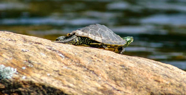 Mannelijke noordelijke kaart schildpad, Graptemys geographa, koesteren op een zomerse dag in Ontario Canada — Stockfoto