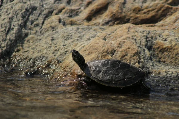 Northern Map Schildpad uitgerekt door de rand van het water zonnebaden in de zon. Georgische baai, Canada — Stockfoto