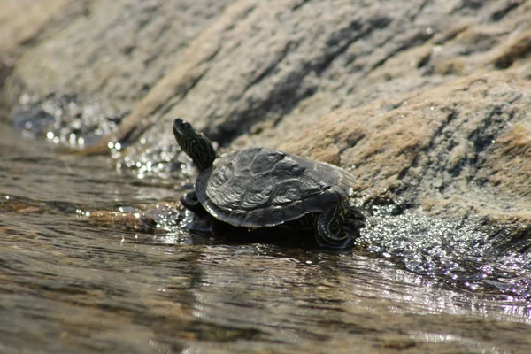 Nördliche Landkarte Schildkröte, die sich am Rand des Wassers in der Sonne sonnt. Georgische Bucht, Kanada — Stockfoto