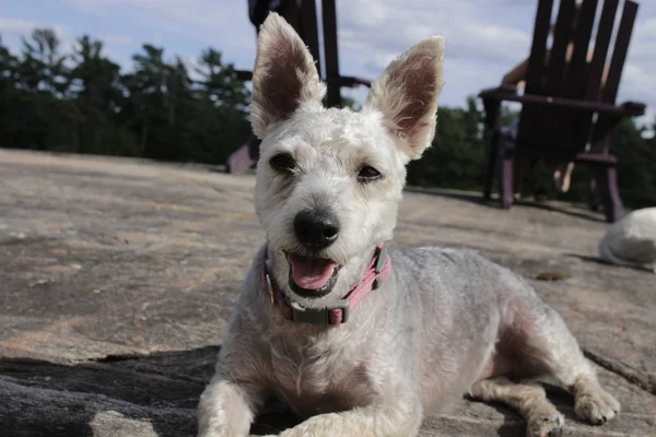 Yorkie Poo poserar på gräs. Yorkie Poo är en korsning mellan en Yorkshire terrier och toy pudel. Rasen har funnits i bara 10 år — Stockfoto