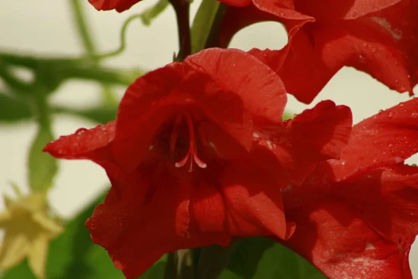 赤いグラジオラスの花を咲かせる庭。美しい赤 — ストック写真