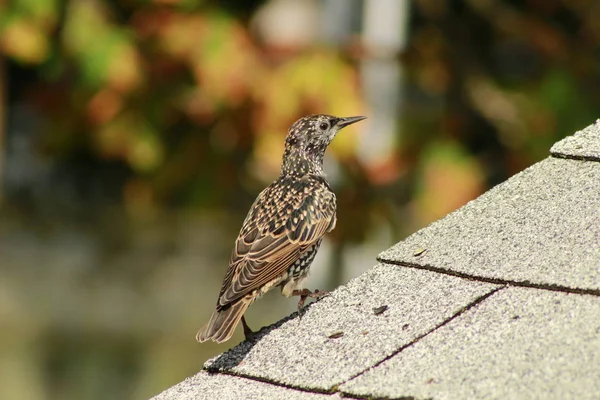 European Starling sturnus vulgaris cocoțat pe acoperiș — Fotografie, imagine de stoc