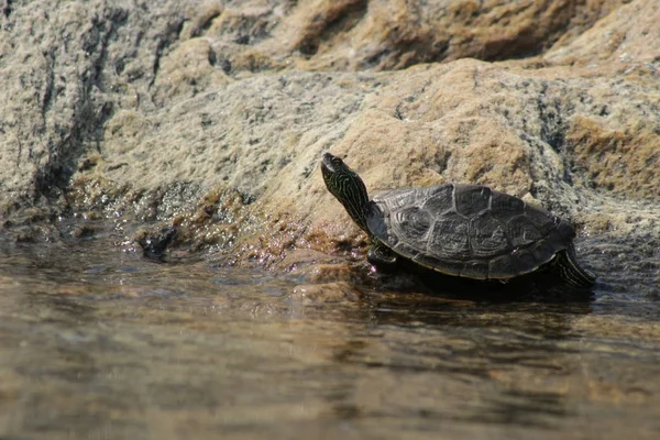 Carte du Nord Tortue allongée au bord de l'eau se prélassant au soleil. Baie Georgienne, Canada Images De Stock Libres De Droits