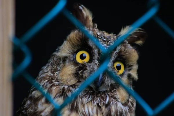 Búho de orejas largas, Asio otus, Pájaro silvestre. Bird está detrás de una cerca de eslabones, concepto de animales en cautiverio —  Fotos de Stock