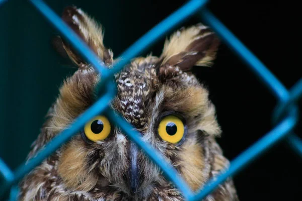 Búho de orejas largas, Asio otus, Pájaro silvestre. Bird está detrás de una cerca de eslabones, concepto de animales en cautiverio —  Fotos de Stock