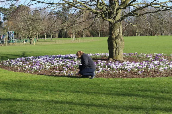 Mulheres ao lado de uma árvore com muitas flores de croco florescendo, um parque em Kilkenny Irlanda — Fotografia de Stock