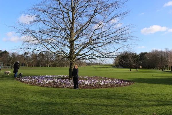 Mulheres ao lado de uma árvore com muitas flores de croco florescendo, um parque em Kilkenny Irlanda — Fotografia de Stock
