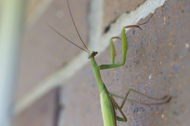 Sinsi sinsi üzerinde preying Peygamber devesi