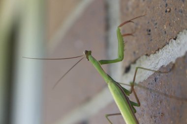 Sinsi sinsi bir tuğla arka plan üzerinde preying Peygamber devesi