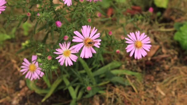 Pink autumn flower Cosmos bipinnatus in the garden. Mexican aster plant in natural environment close-up — Stock Video