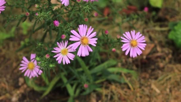 Flor de otoño rosa Cosmos bipinnatus en el jardín. Planta de aster mexicana en entorno natural de primer plano — Vídeo de stock