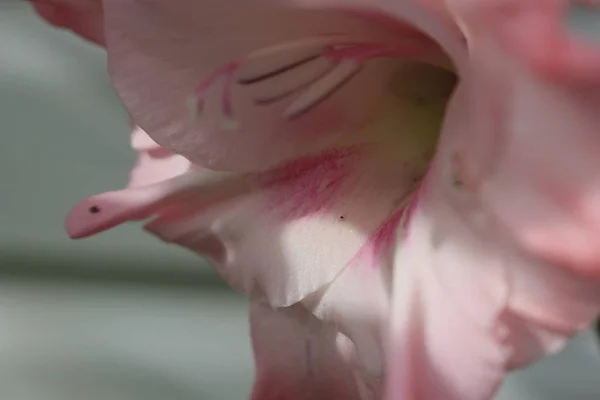 Zarte rosa Gladiolen schöne Nahaufnahme Foto — Stockfoto