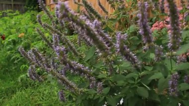 Kore Nanesi Agastache Rugosa çiçeği