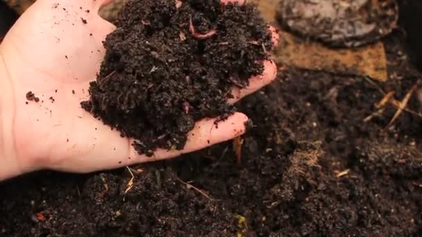 Macro shot di vermi e larve che si muovono nel terreno fertile, vengono utilizzati per fertilizzare il terreno e renderlo buono per le colture. animali utilizzati come esca nella pesca per la cattura di pesci. Concetto: biologia, fertilità del suolo . — Video Stock