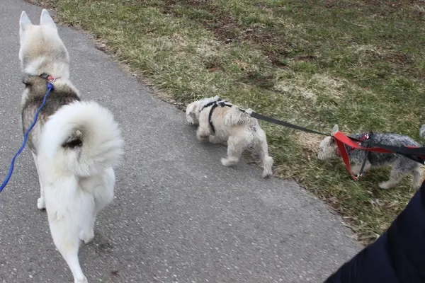 Paseando por la manada de perros, la mayoría de los perros salchichas, siendo paseados por una sola persona en el fondo en la acera de la ciudad —  Fotos de Stock