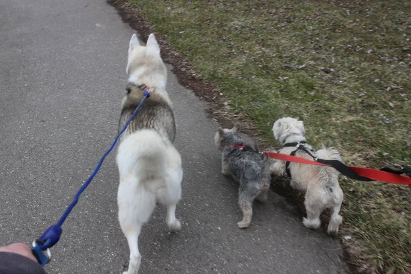 Caminhando pela rede de cães, a maioria dos dachshunds, sendo caminhados por uma única pessoa no fundo na calçada da cidade — Fotografia de Stock