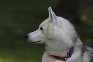 Güzel köpek husky, magestic kutup doğurmak kapatın