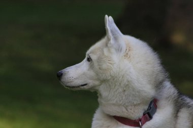 Güzel köpek husky, magestic kutup doğurmak kapatın