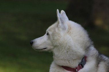Güzel köpek husky, magestic kutup doğurmak kapatın