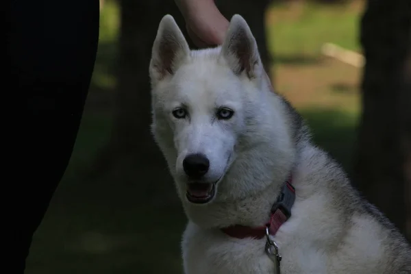 Gros plan beau chien husky, la race arctique magique — Photo