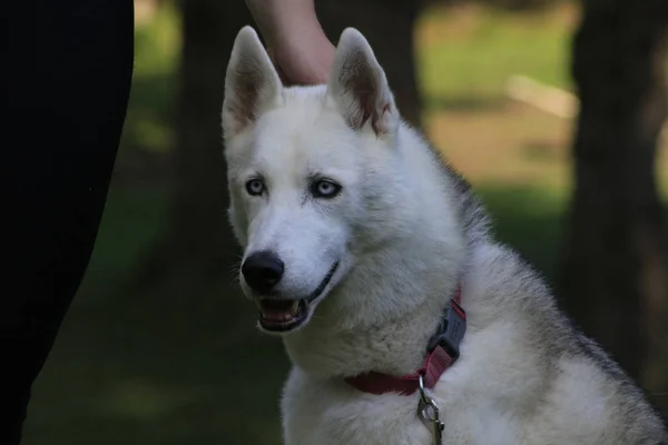 Stäng upp vackra hund husky, magestic arktiska rasen — Stockfoto