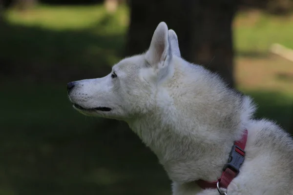 Κοντινό πανέμορφο σκυλί χάσκι, η αρκτική φυλή μαγευτικούς — Φωτογραφία Αρχείου