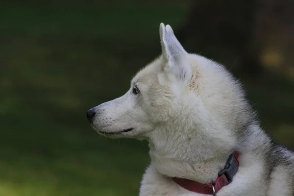 Κοντινό πανέμορφο σκυλί χάσκι, η αρκτική φυλή μαγευτικούς — Φωτογραφία Αρχείου