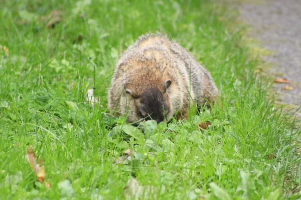 The Ground Hog. El cerdo de tierra es un indicador temprano de la primavera . — Foto de Stock