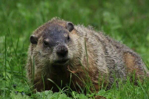 The Ground Hog. El cerdo de tierra es un indicador temprano de la primavera . — Foto de Stock