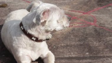 Yakın çekim köpek Shih Tzu karışık doğurmak köpek ile açık ağız oturan