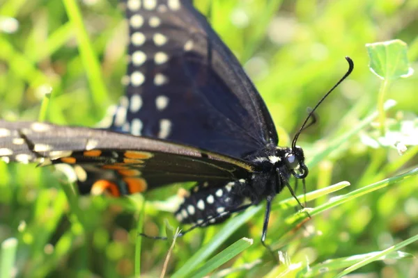 Kanada kaplan Swallowtail çim zemin üzerine. makroyu kapat. — Stok fotoğraf