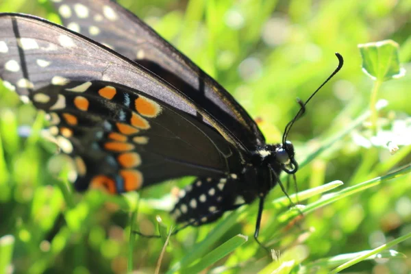 Kanada kaplan Swallowtail çim zemin üzerine. makroyu kapat. — Stok fotoğraf
