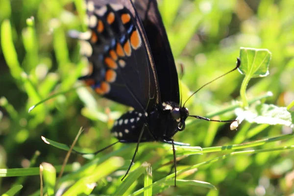 Kanada kaplan Swallowtail çim zemin üzerine. makroyu kapat. — Stok fotoğraf