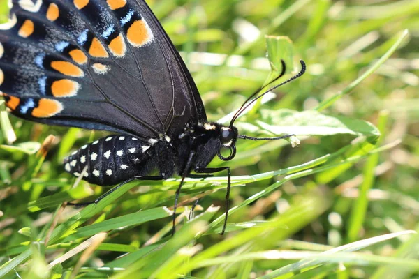 Kanada kaplan Swallowtail çim zemin üzerine. makroyu kapat. — Stok fotoğraf