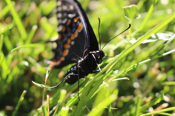 Kanada kaplan Swallowtail çim zemin üzerine. makroyu kapat. — Stok fotoğraf