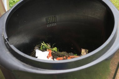 arka bahçesinde, sadece büyüyen genç beyaz çam ağacı dikti