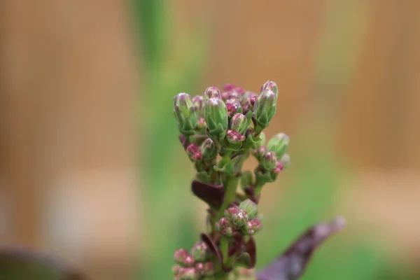 Vista Superior Cerca Una Exuberante Planta Lechuga Roja Que Crece — Foto de Stock