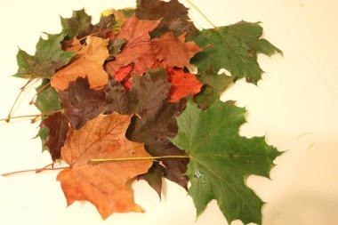 Çok renkli akçaağaç yaprakları degrade düşmek. Sonbahar arka plan