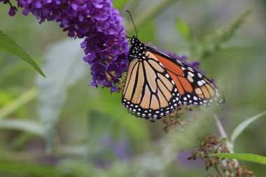 Mor kelebek bush çiçekler, ventral görünümü besleme monarch kelebek Danaus plexippus. Kopya alanı.