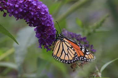 Mor kelebek bush çiçekler, ventral görünümü besleme monarch kelebek Danaus plexippus. Kopya alanı.