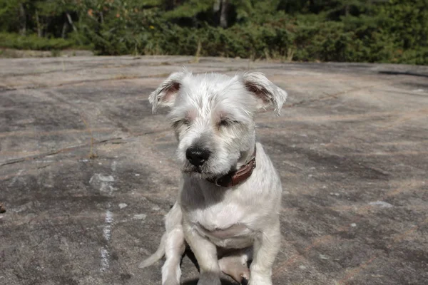 Pequeño yorkie shih-tzu conocido como un perro shorkie jadeando en la hierba con espacio de copia. gran foto para portada de libro, revista o blogs . —  Fotos de Stock